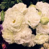 【軽やかに生きる方法】好きなことを追い求めると人はいつまでも魅力的でいられる【脳科学者・中野信子『賢くしなやかに生きる脳の使い方100』】