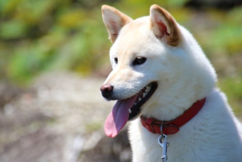 平安時代　平安貴族　ペット　犬　光る君へ