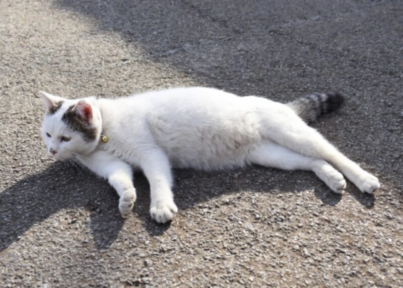 平安時代　平安貴族　ペット　猫　光る君へ