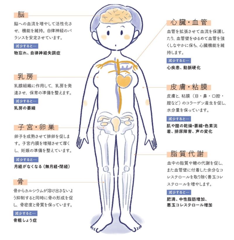 エストロゲンと体の関係を図説