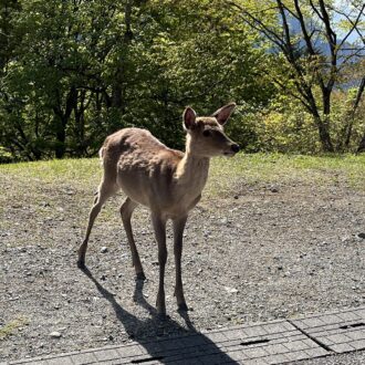 野生？鹿が普通に歩いています