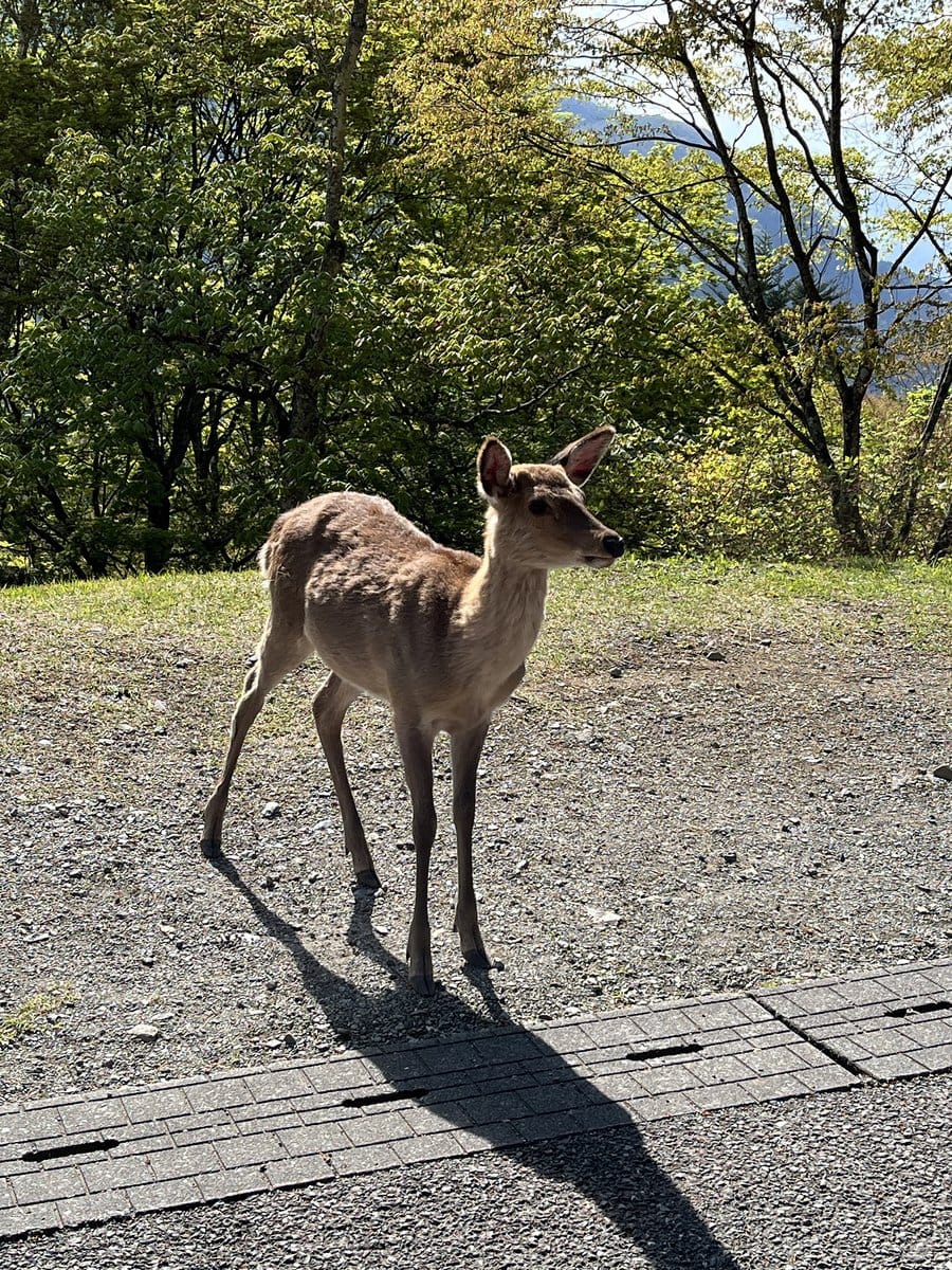 野生？鹿が普通に歩いています