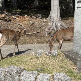 もう1匹、2匹と増えている鹿さん