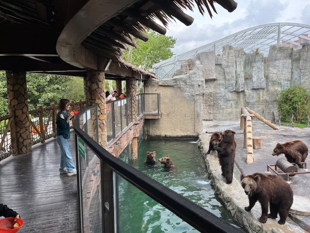 上海野生動物園でのクマの餌やり体験