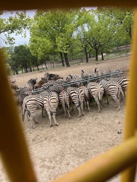 上海野生動物園　サファリエリアのシマウマ
