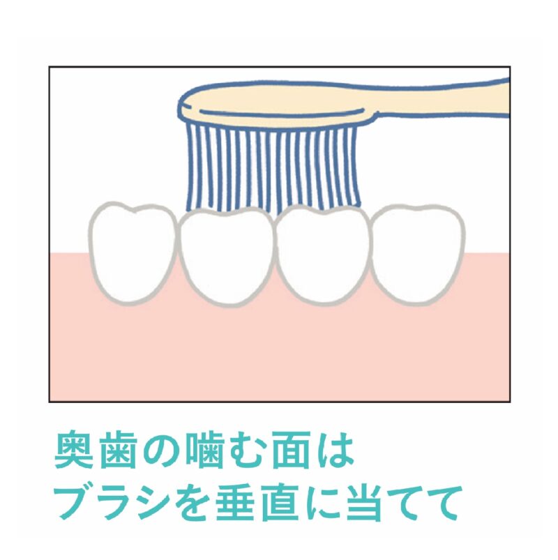 奥歯の噛む面はブラシを垂直に当てる