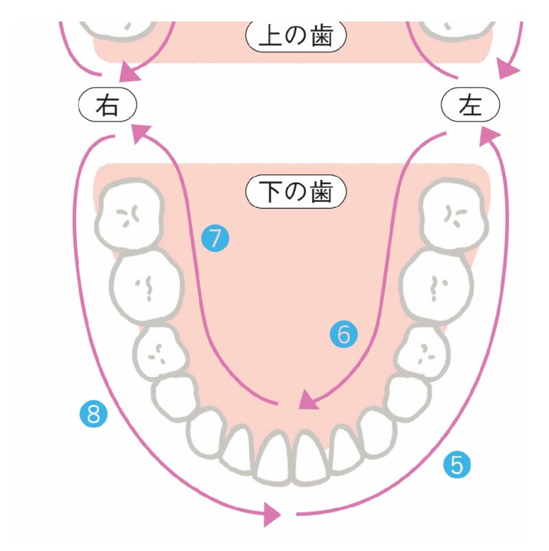下の歯を磨く順番