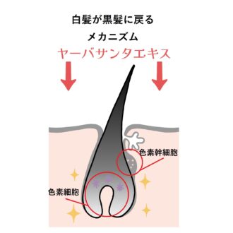 ヤーバサンタが白髪を黒髪に戻すメカニズム
