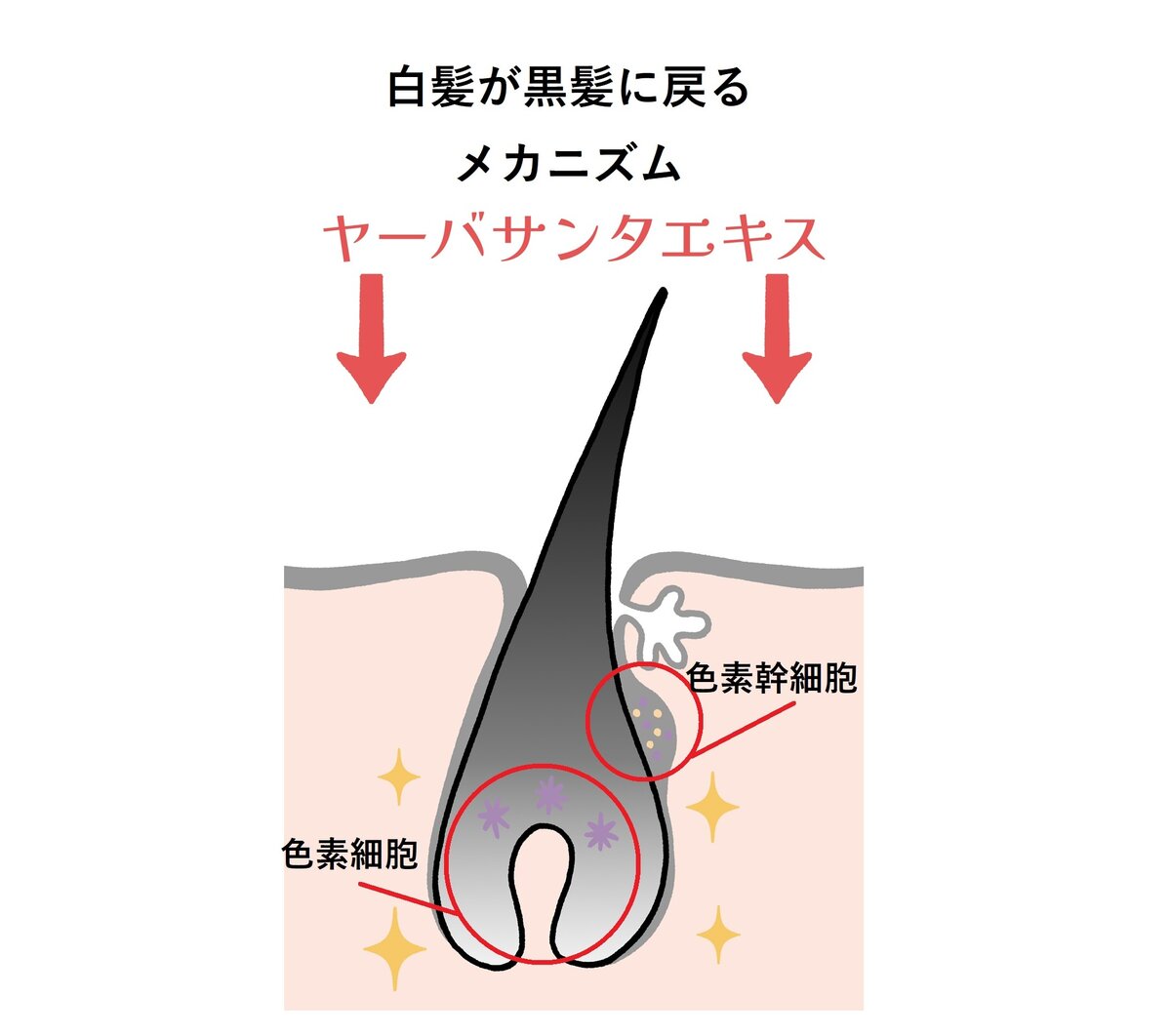 ヤーバサンタが白髪を黒髪に戻すメカニズム