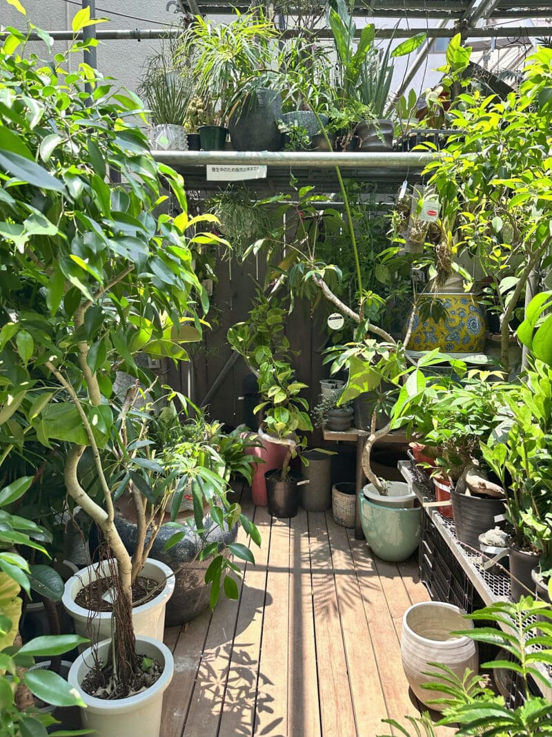 Botanical Atelier Ressourcesの月イチセールへ菅沼伊万里