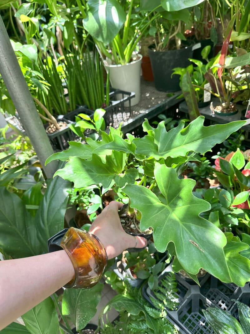 Botanical Atelier Ressourcesの月イチセールへ菅沼伊万里