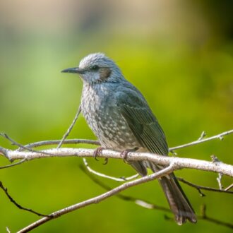 霊感診断　鳥のさえずり