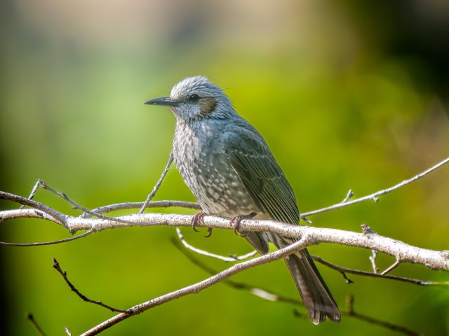 霊感診断　鳥のさえずり