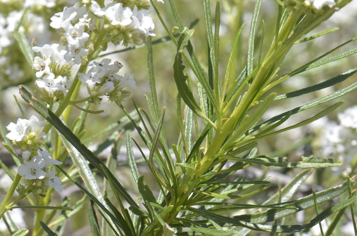 ヤーバサンタの葉と花