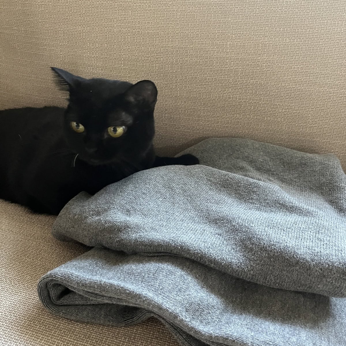 ふわふわだから猫もすぐに寄ってくる！