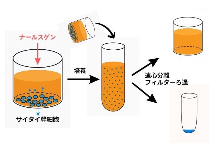 フラコラ独自のナールスゲン追加