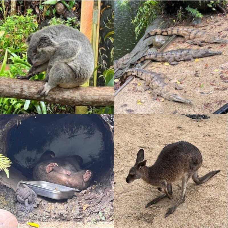 キュランダ コアラガーデンズ