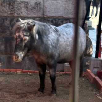 神田明神のあかりちゃん
