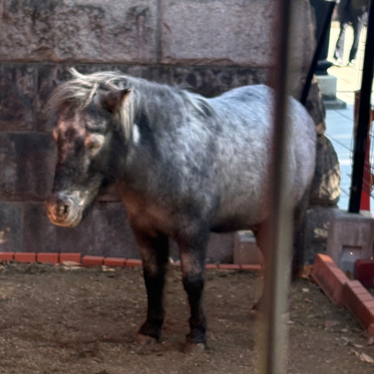 神田明神のあかりちゃん