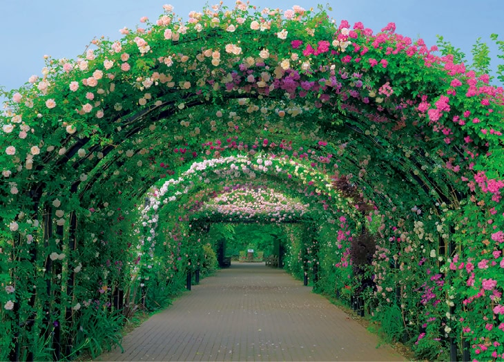 英国式庭園で愛でる美しく芳しいバラ 横浜イングリッシュガーデン DATA 横浜市西区西平沼町6-1