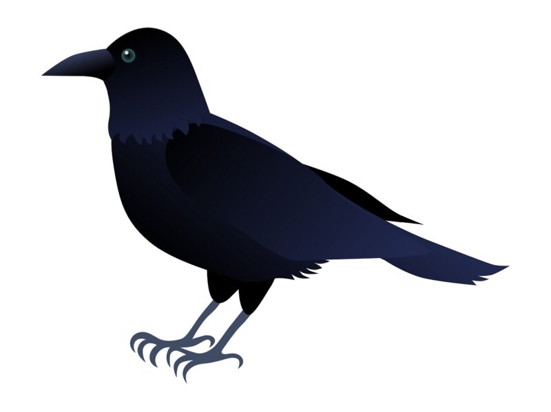 カラスを選んだあなた