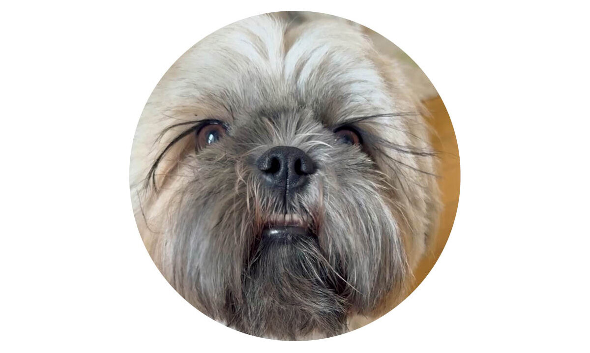 スクービーさんのインスタをcheck!　@scooby_is_the_shiht