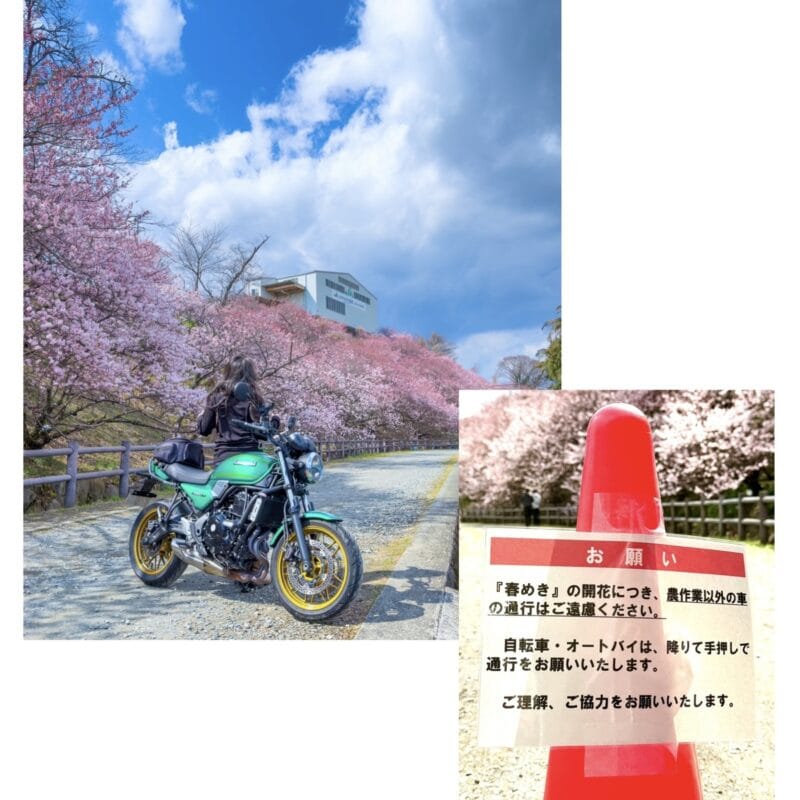 マナーを守ってみんなで桜を守りましょう！