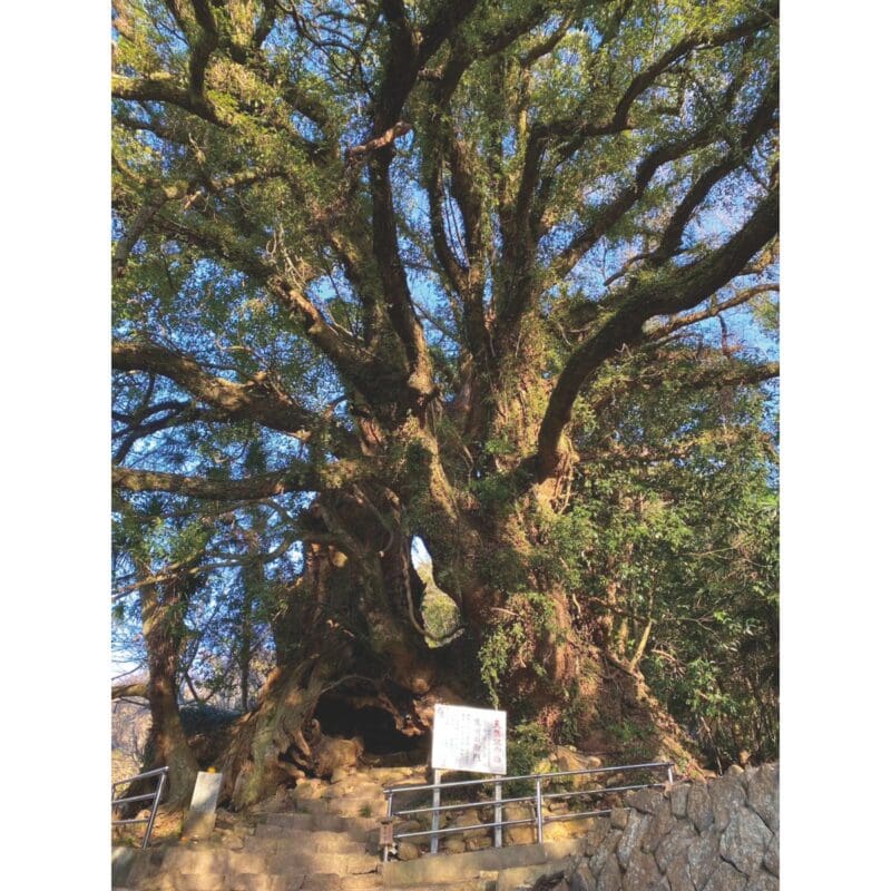 観月ありさ生樹の御門