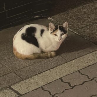 別府の温泉街で甲斐さんが出会った猫