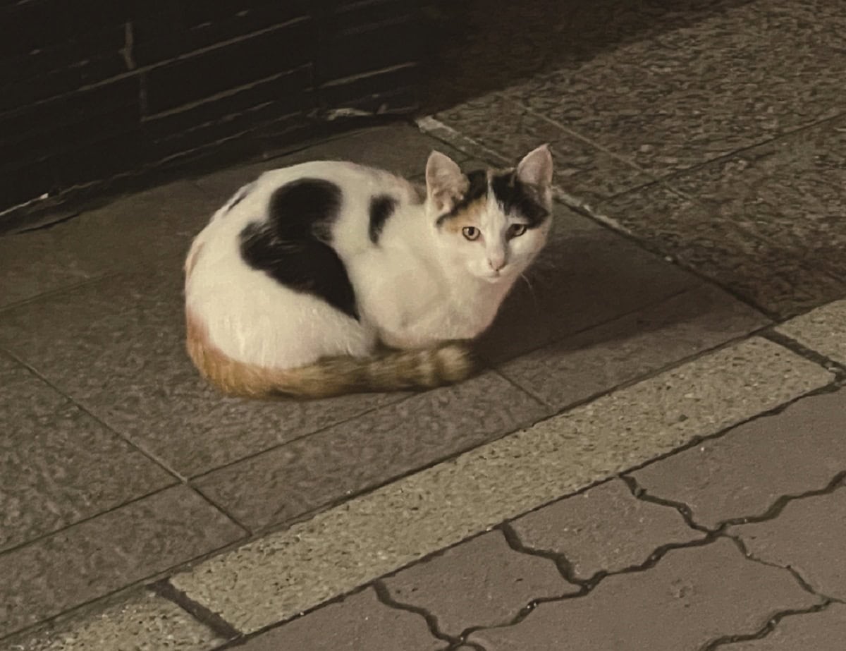 別府の温泉街で甲斐さんが出会った猫