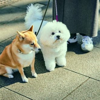 豆柴のまめ子（4歳）とビション・フリーゼのハッピー（1歳）
