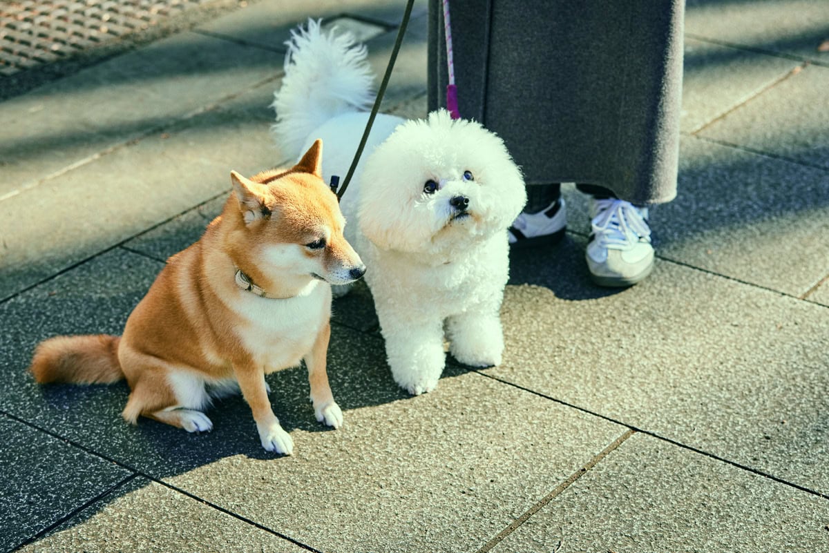 豆柴のまめ子（4歳）とビション・フリーゼのハッピー（1歳）