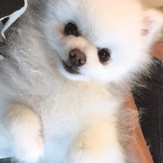 愛犬とのかけがえのない思い出