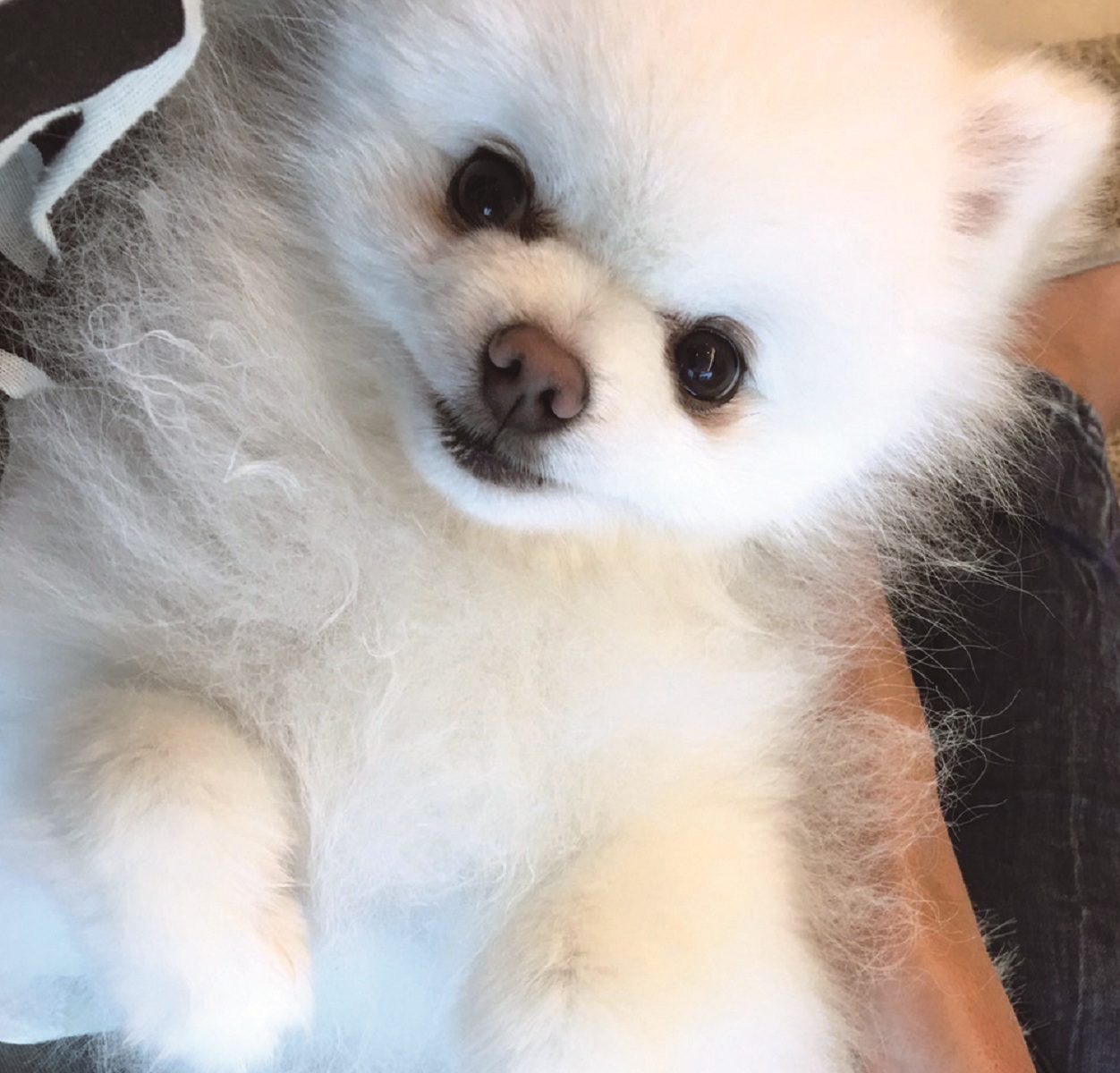 愛犬とのかけがえのない思い出