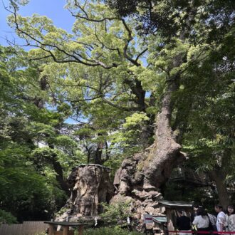 樹齢2000年を超える大楠