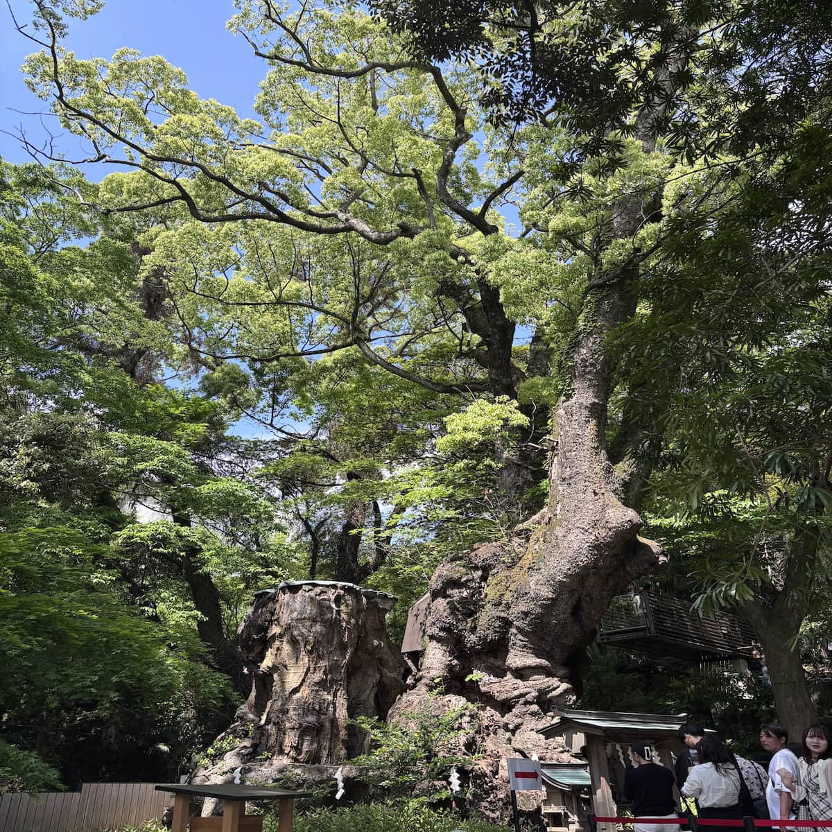 樹齢2000年を超える大楠