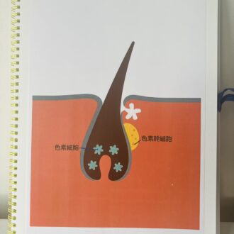 黒髪と白髪のメカニズムは、色素細胞と色素幹細胞によるところが大きい