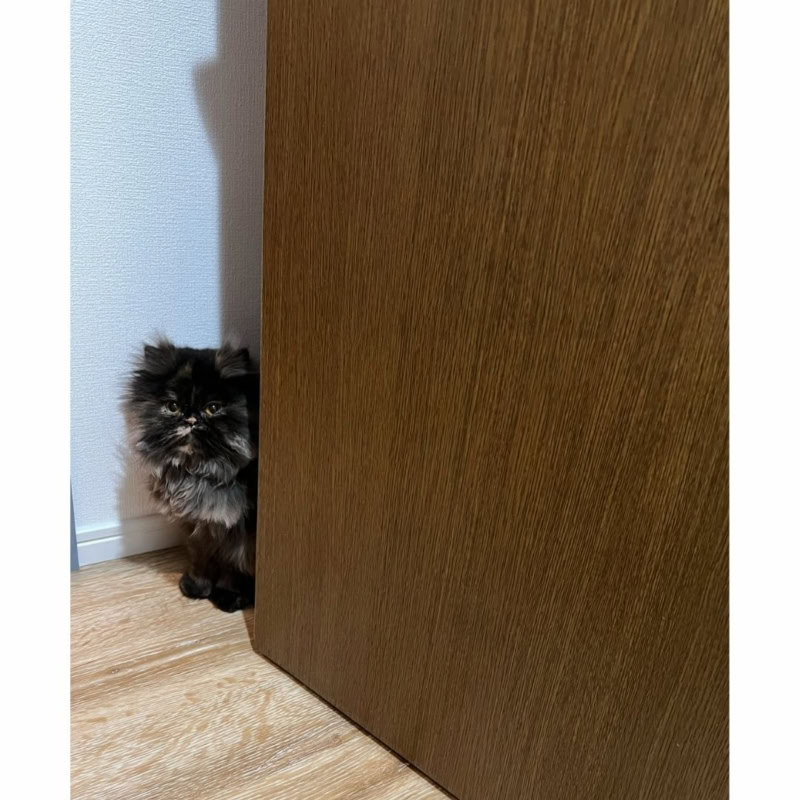 保護猫ヘムヘム