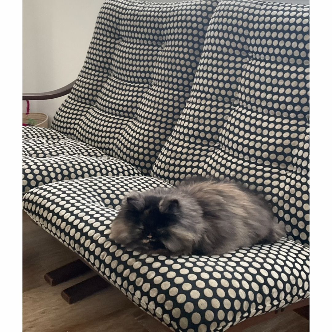 保護猫ヘムヘムと富士ファニチュアのソファ