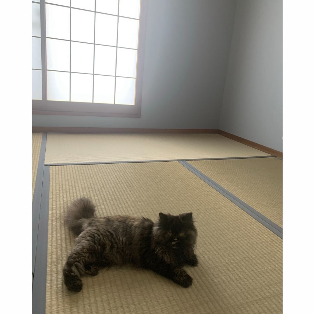 保護猫ヘムヘム