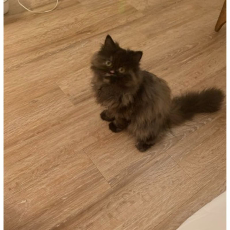 保護猫ヘムヘム