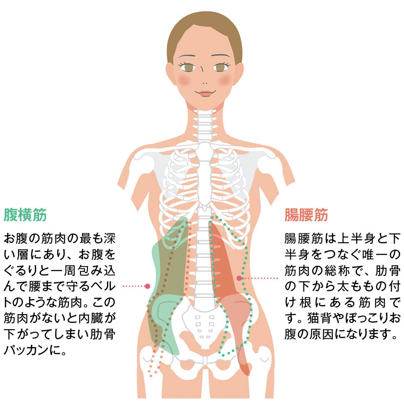 “縦に長い”姿勢を保つインナーマッスルのことをバレリーナ筋肉と定義。特に重要なのが姿勢を保つために体幹を支える腹横筋と、姿勢の維持に欠かせない腸腰筋。床バレエ式バレリーナ筋肉を意識することで、肩が自然と開き、脚が長く、お腹も薄くなり、品格のあるカラダになります。