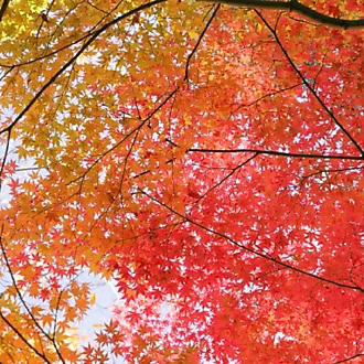 【11月の開運日】「平日の午前中が運命の分け目!?」11月24日が2026年秋の中で最もスピーディに好転する最高の日