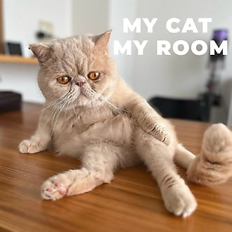 【日曜日のネコ】エキゾチックショートヘアのぶさかわ猫ツナ男は、家族を見守る我が家の守り神