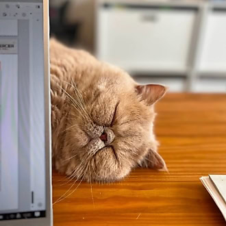 机の上で眠る茶色の猫のアップ写真.