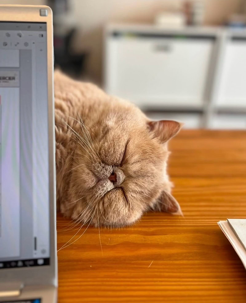 机の上で眠る茶色の猫のアップ写真.