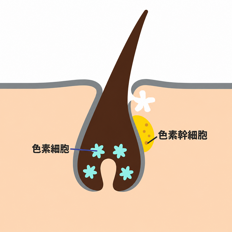 すべての白髪が黒髪に変わる? カギは「細胞の状態」